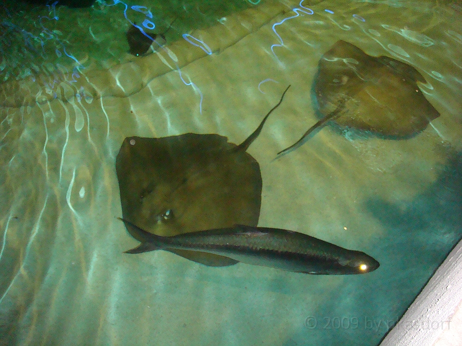 Baltimore [2009 July 02] 145.JPG - Scenes from Baltimore's Inner Harbor.